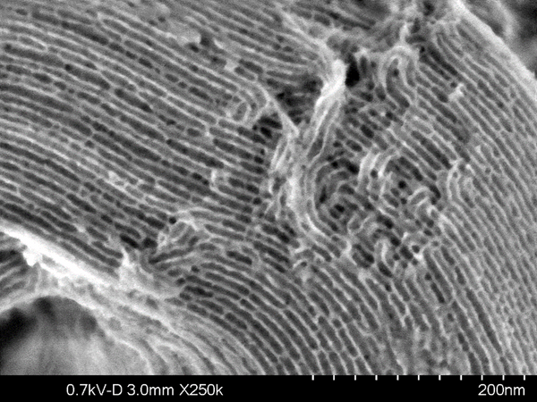 What Does “Resolution” Really Mean in SEM?